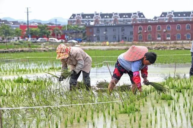 低成本小生意都有哪些（在农村月收入过万的几个小生意）-聚英社副业网