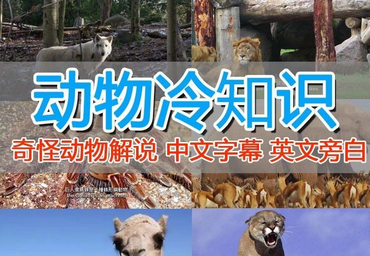 【副业项目6380期】外面卖1699的国外纪录片解说（动物解说、美食、动画片）稳过中视频-聚英社副业网